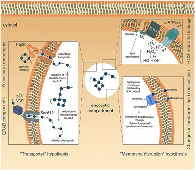 Regulation of Antigen Export to the Cytosol During Cross-Presentation